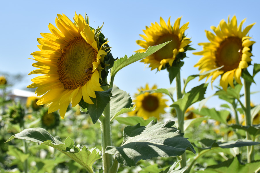 <strong>Cultivo de girasoles en Portuguesa aportó 40% en producción nacional de aceite</strong>
