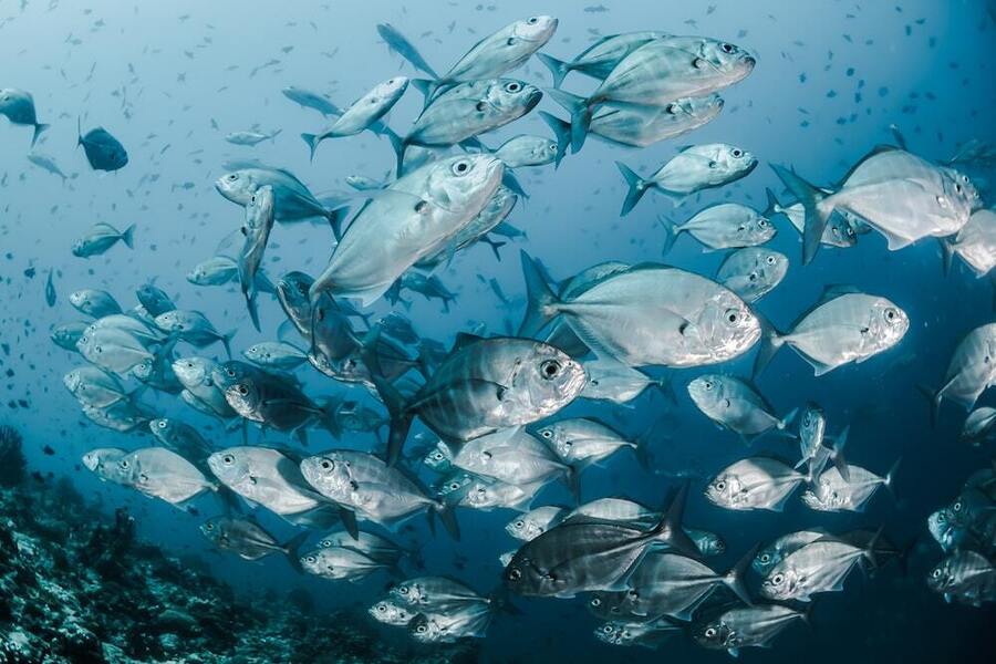Venezuela exportó cerca de 50.000 toneladas de especies marinas en 2022