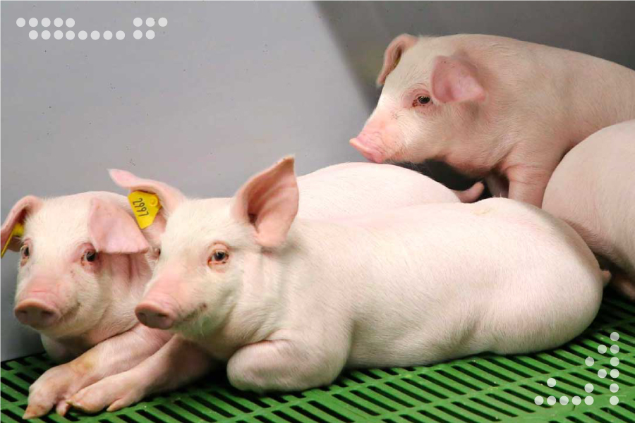 <strong>Venezuela potencia estrategias de producción de carne de cerdo</strong>