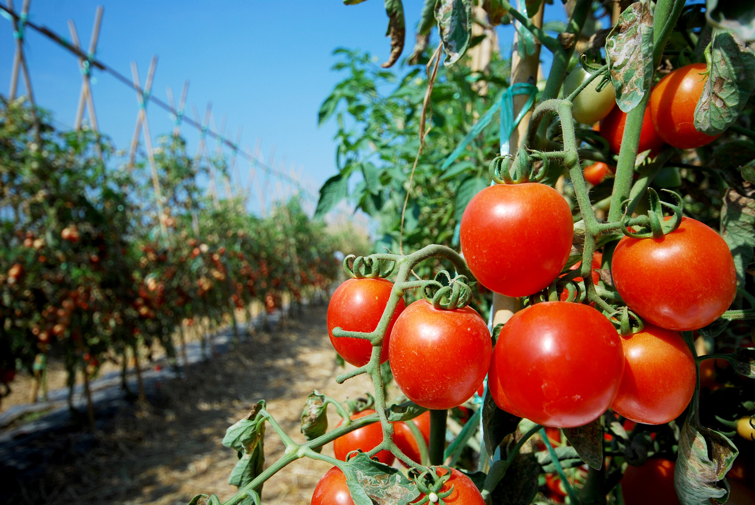 Portuguesa alza su producción con la cosecha de 100 toneladas de tomate por hectárea en finca “La Norteña”
