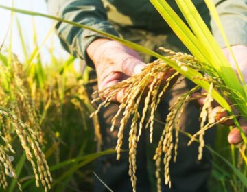 Guárico prevé alzar su récord productivo con cosecha de arroz paddy