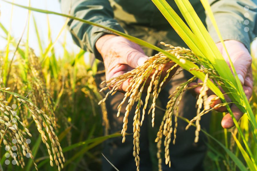 <strong>Guárico prevé alzar su récord productivo con cosecha de arroz paddy</strong>