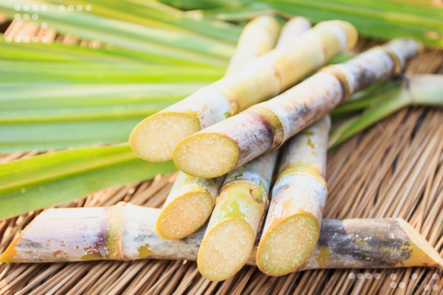 <strong>Impulsan zafra de producción de azúcar en el estado Lara</strong>