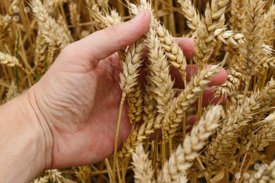 <strong>Venezuela avanza en superar sus niveles de producción de cereales</strong>