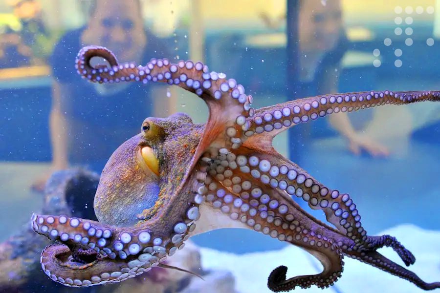 <strong>Venezuela obtiene éxito con un incremento de 780 toneladas en zafra de pulpo</strong>
