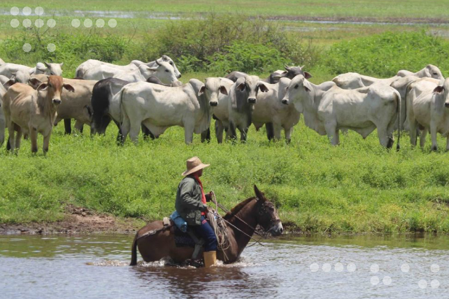 <strong>Zona Económica Especial de Paraguaná avanza para elevar la producción ganadera</strong>
