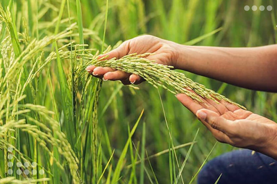 Venezuela y Vietnam impulsan la producción del arroz entre ambas naciones