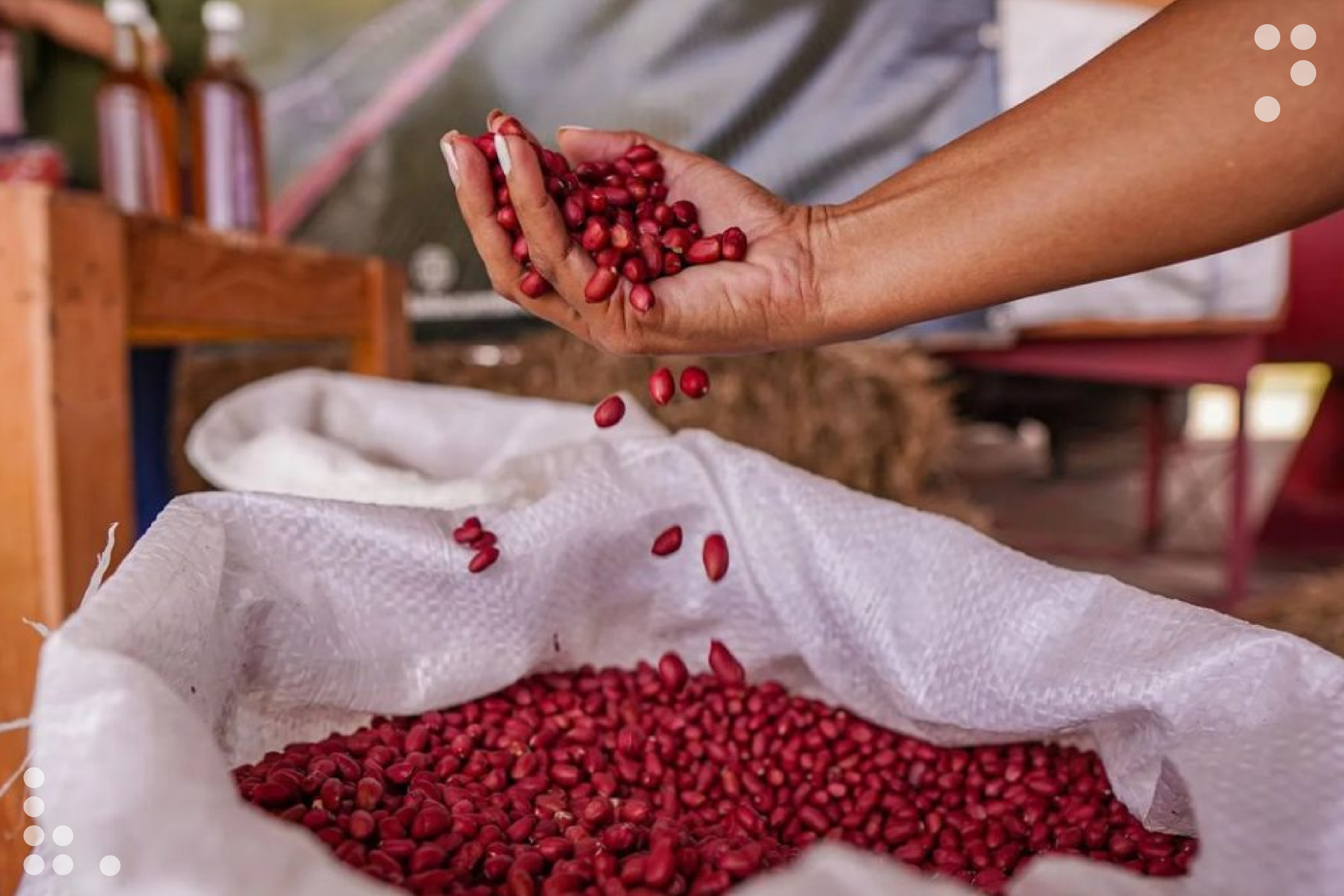 Producción de maní fortalecerá la inversión económica de Anzoátegui