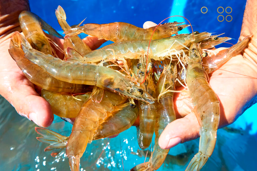 100 mil toneladas de camarones es la meta de producción de la planta Inpromar en Zulia