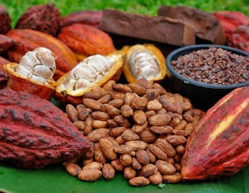 Parlamento aprueba en primera discusión Proyecto de Ley del Cacao