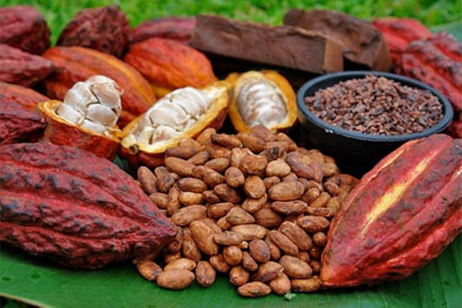 <strong>Parlamento aprueba en primera discusión Proyecto de Ley del Cacao</strong>