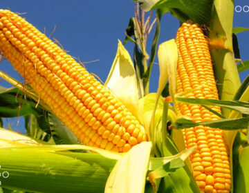 Venezuela promueve producción alternativa de maíz con alianza Científico – Campesina