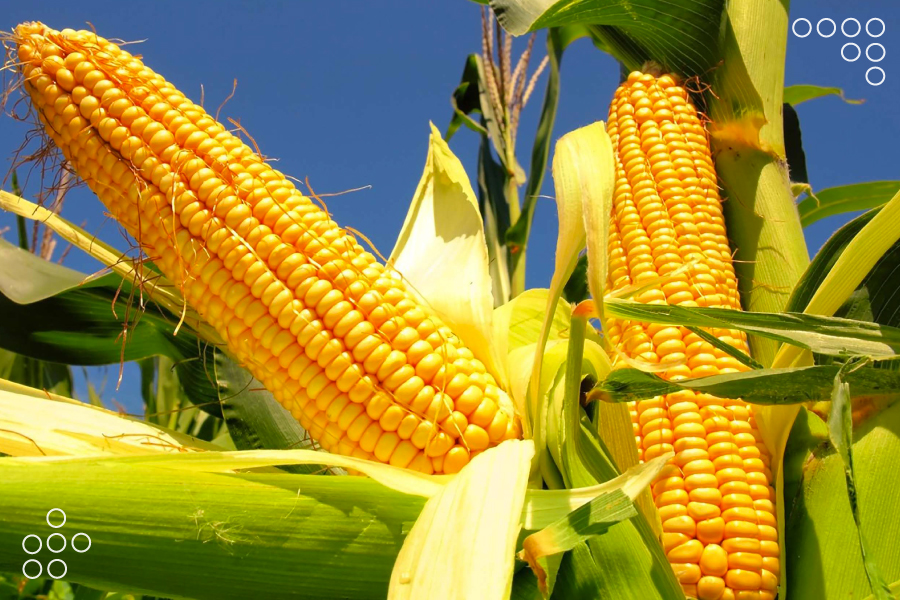 Venezuela promueve producción alternativa de maíz con alianza Científico – Campesina