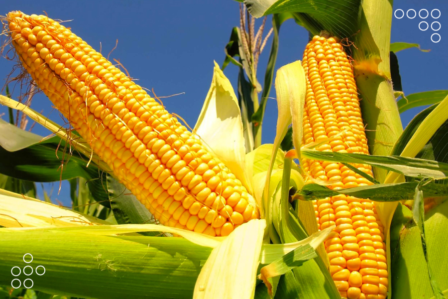 <strong>Venezuela promueve producción alternativa de maíz con alianza Científico – Campesina</strong>