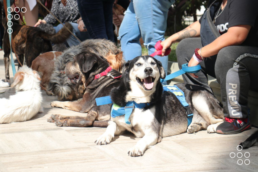 Aprobaba Ley para el Trato Digno y Responsable de los Animales de Compañía