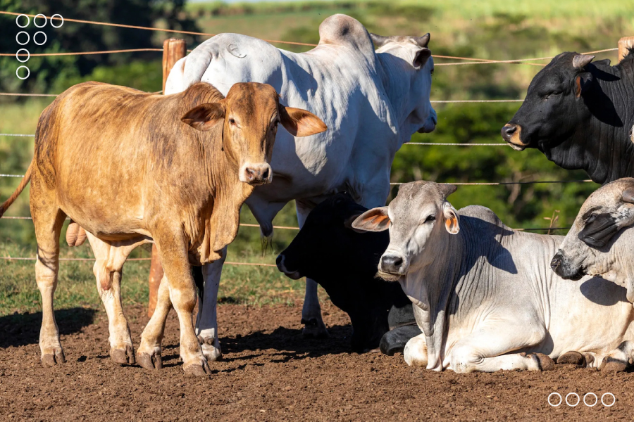 <strong>Expoferia Nacional Agropecuaria Miranda 2024 mostrará potencial productivo</strong>