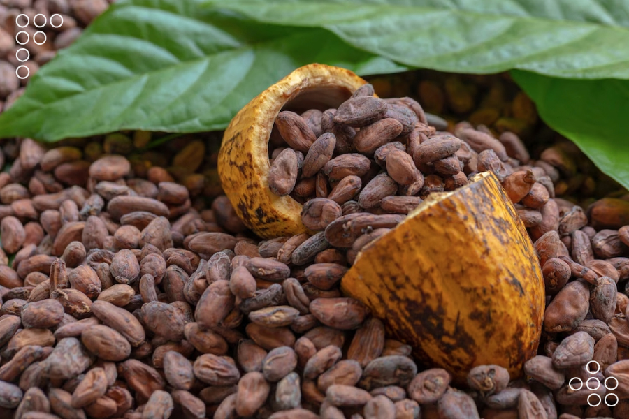 Mérida exporta cacao para Europa Oriental y Sudeste Asiático