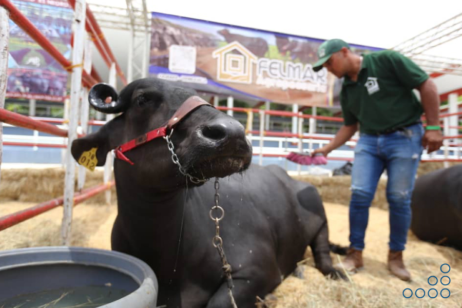 <strong>Expoferia Nacional Agropecuaria Miranda 2024 promoverá ruedas de negocios</strong>