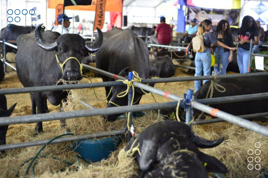 <strong>El estado Miranda cuenta con un rebaño de 60 mil semovientes productivos</strong>
