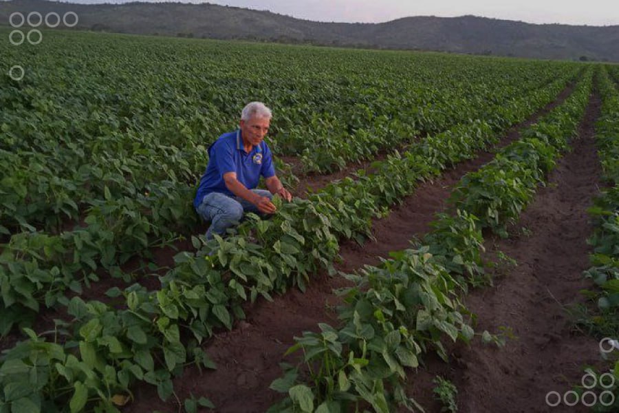 Monagas es un suelo fértil para producir frijoles