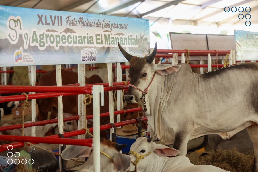 <strong>Vicepresidenta Ejecutiva lidera inauguración de la Feria del Cebú 2024</strong>
