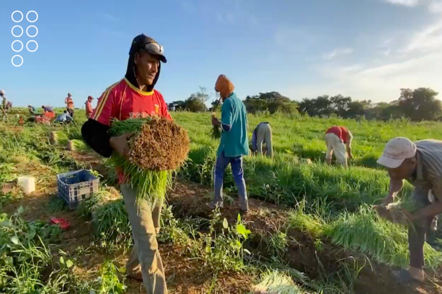 <strong>Adelantan cosecha de más de 645 hectáreas de cebolla en Guárico</strong>