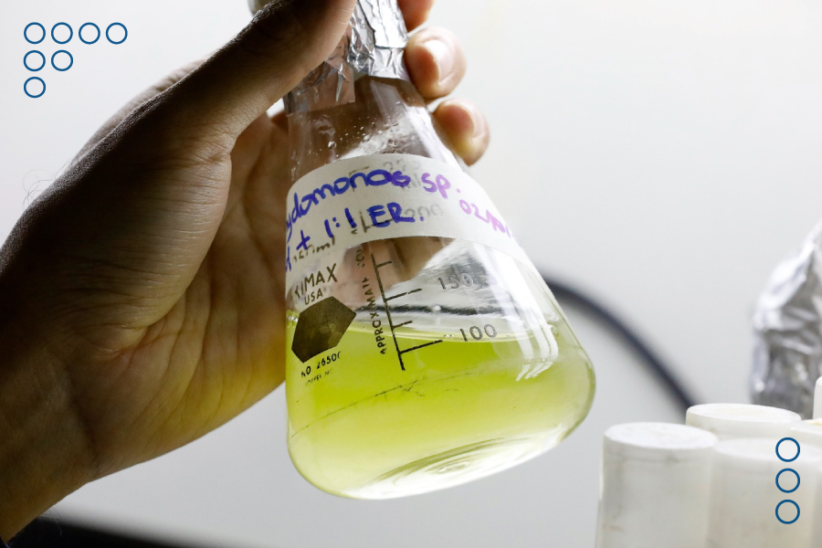<strong>Científicos venezolanos desarrollan proyecto para generar energía con microalgas</strong>