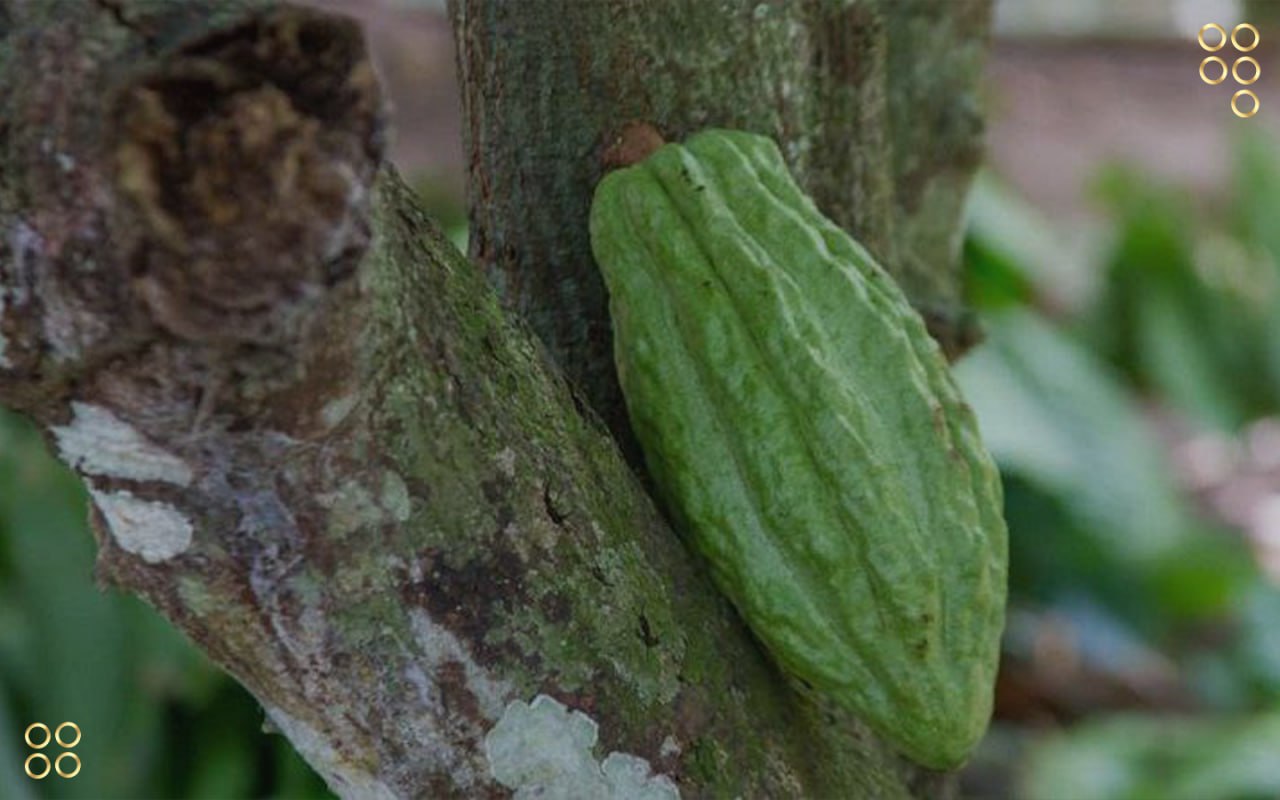 Suministran mil 800 plantas de cacao a vivero de Barlovento