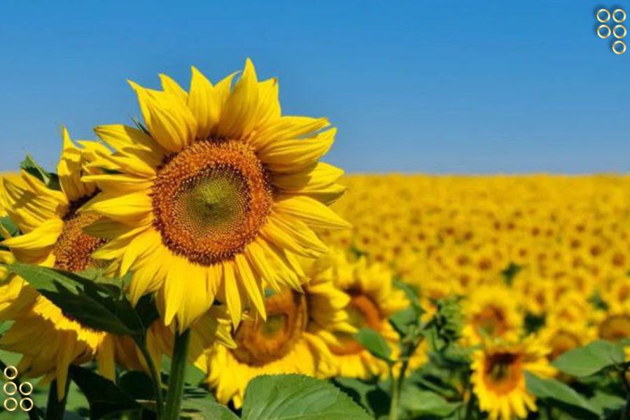Firman convenio para potenciar producción de girasoles en Portuguesa