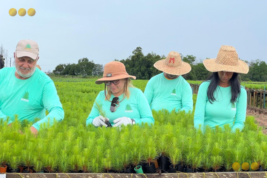 Maderas del Orinoco plantó más de 4 millones de plántulas de pino caribe